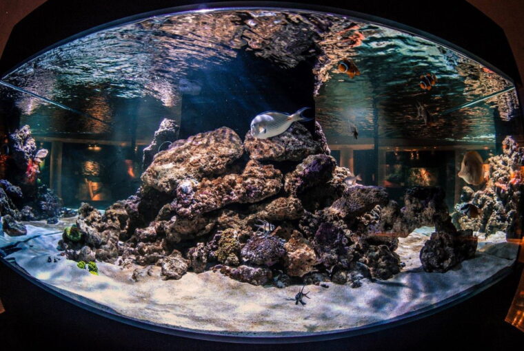 idryma-evgenidou-planitario3