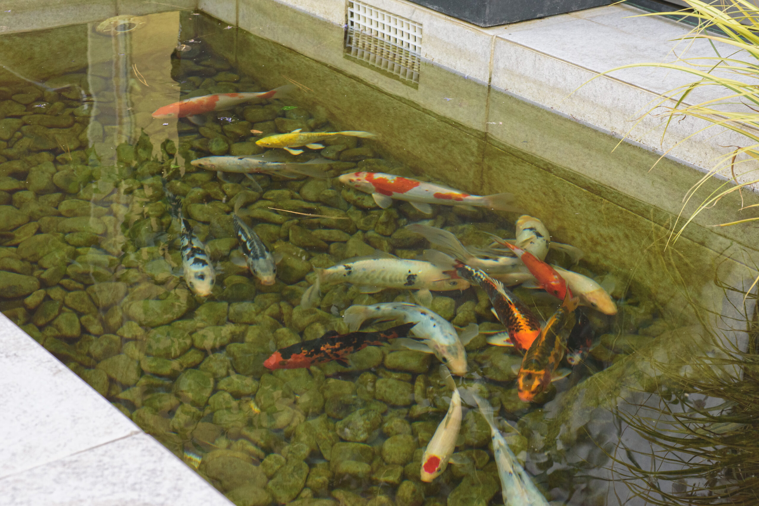 My Aquarium - Αρχική Σελίδα Λίμνη με Κόι