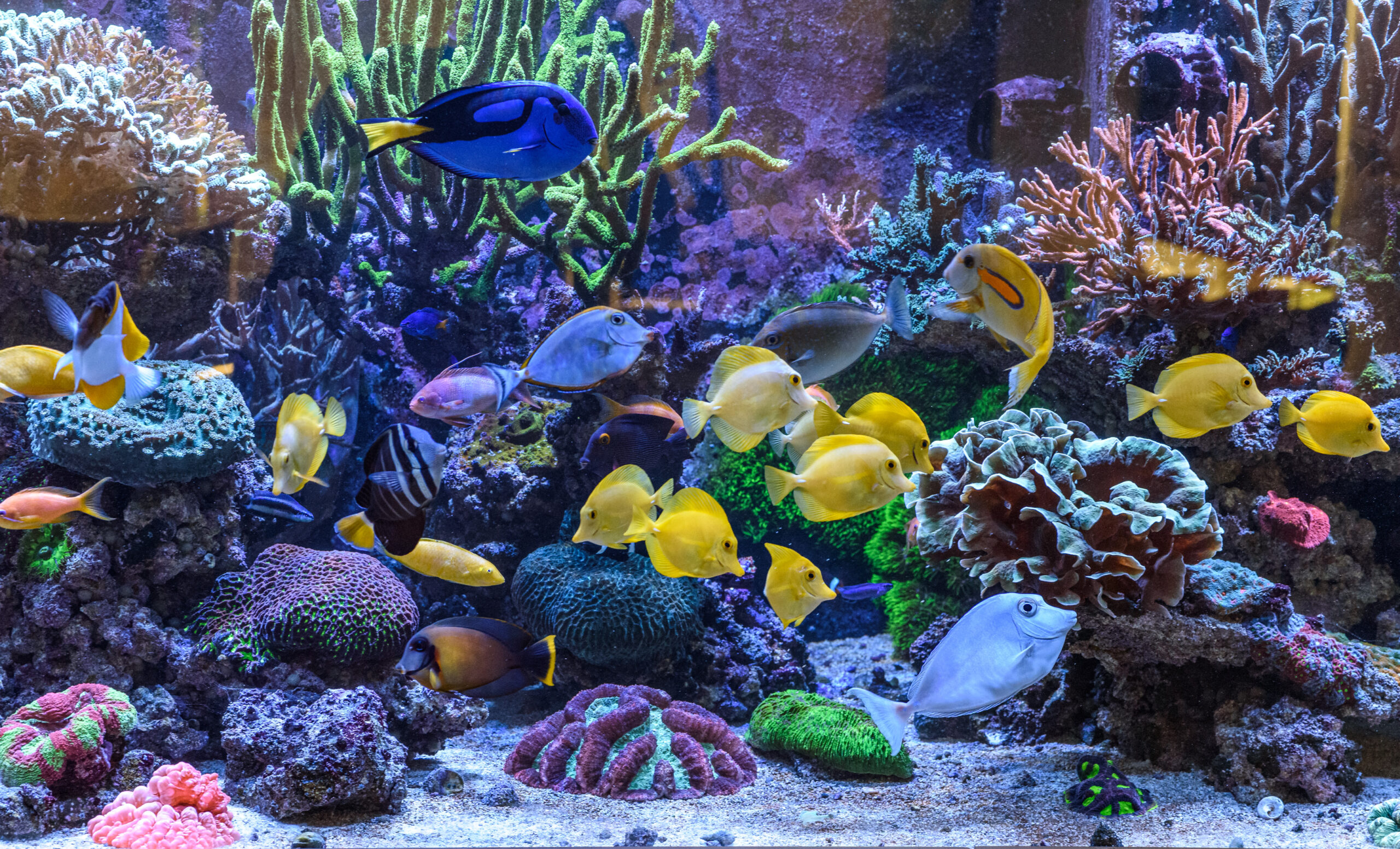 My Aquarium - Αρχική Σελίδα Ενυδρείο Reef 5 Μέτρων